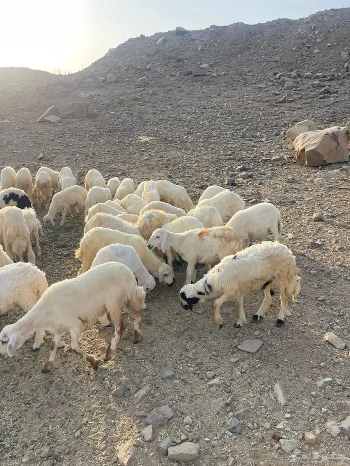 طليان ورخال 3