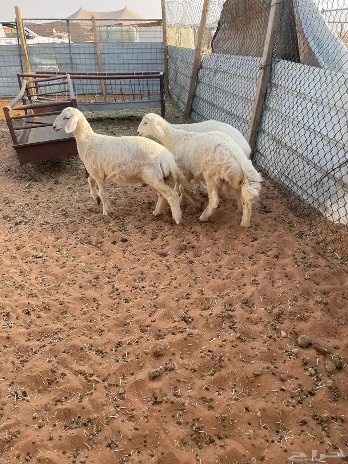 حريات رخال وطلي 3