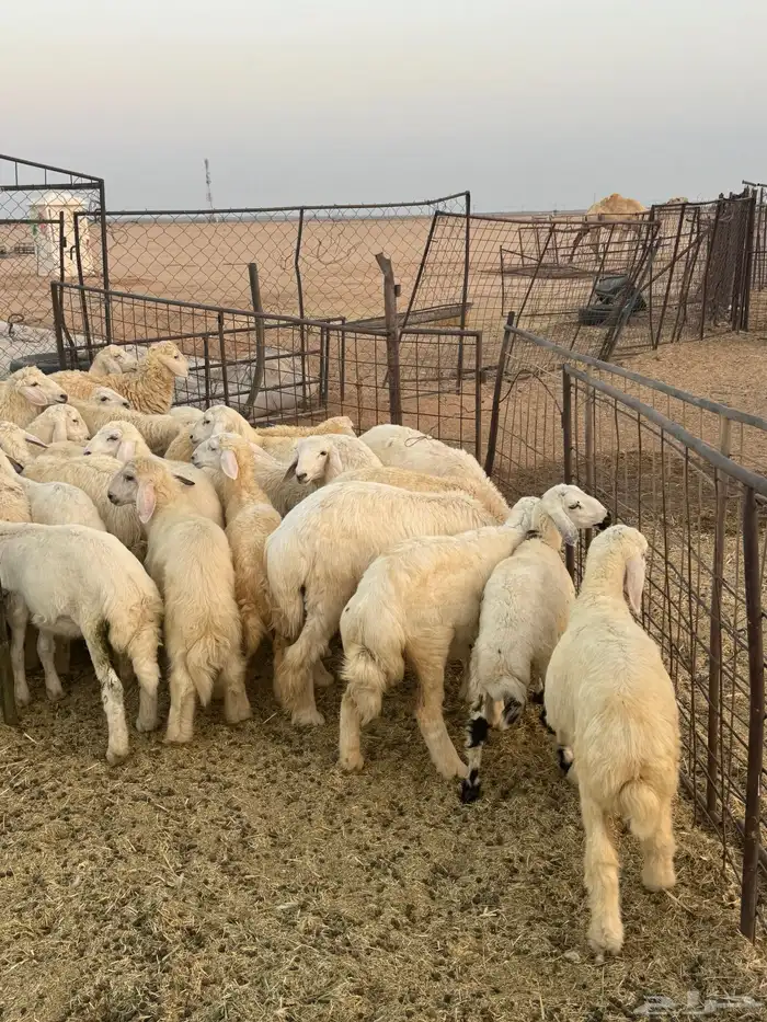 للبيع بهم حري 0