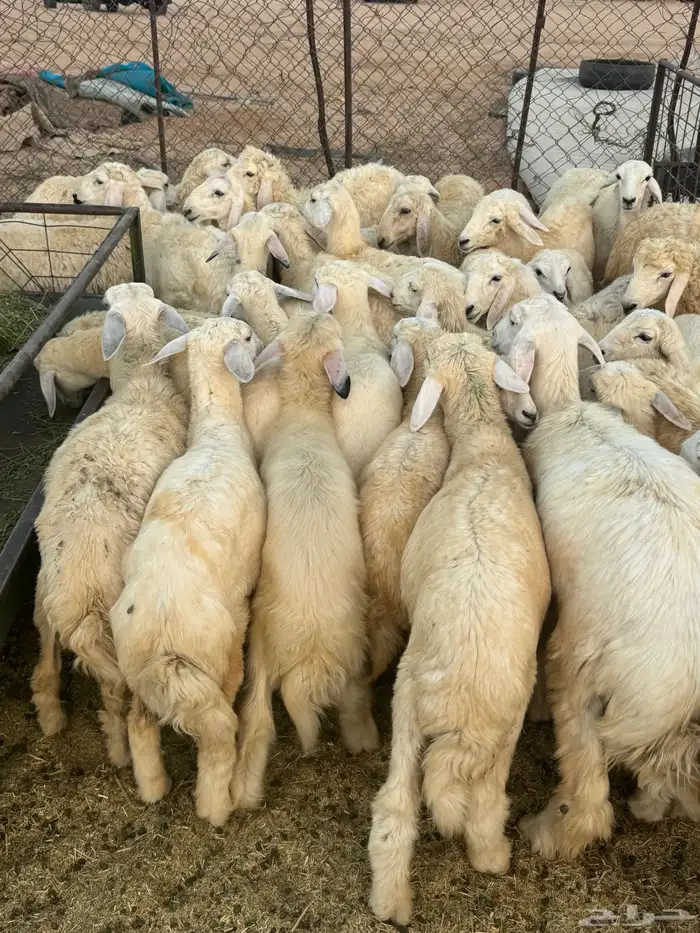 للبيع بهم حري 1