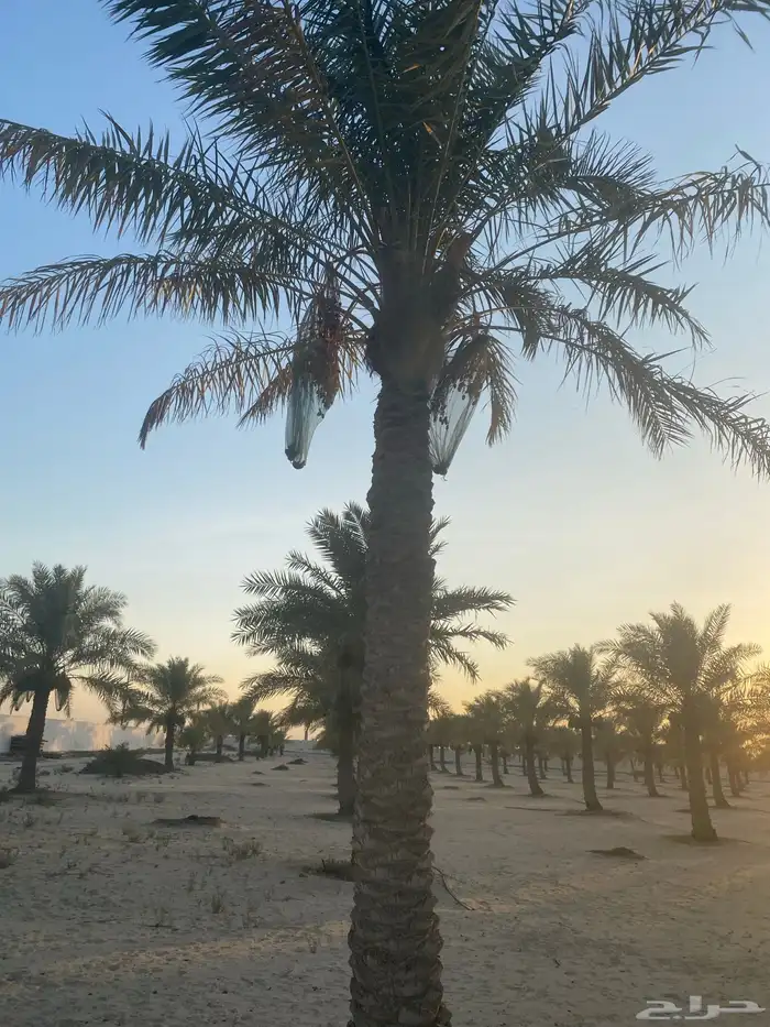 نخل خلاص وشيشي وغيره 5