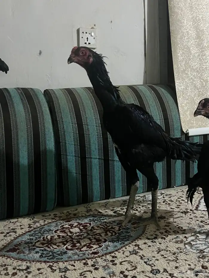 طقم دجاج شامو الماني مستوى طيب 1