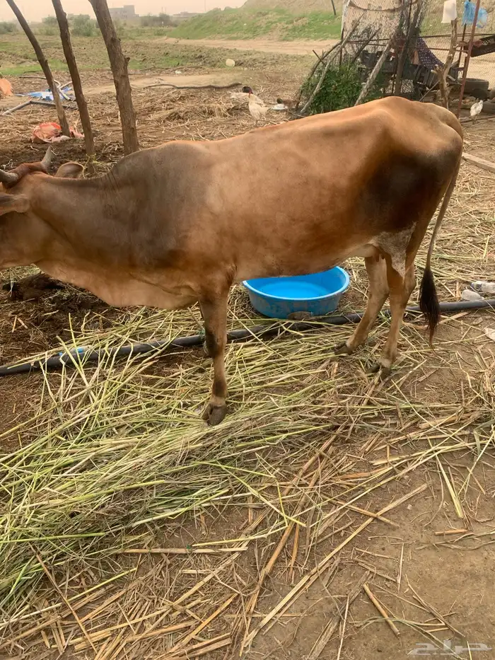 بقرة منتوج عجل عمره شهر 0