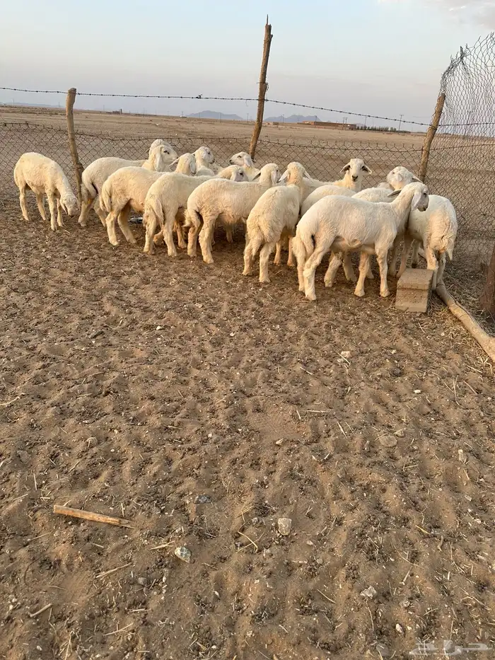 خرفان حري 0