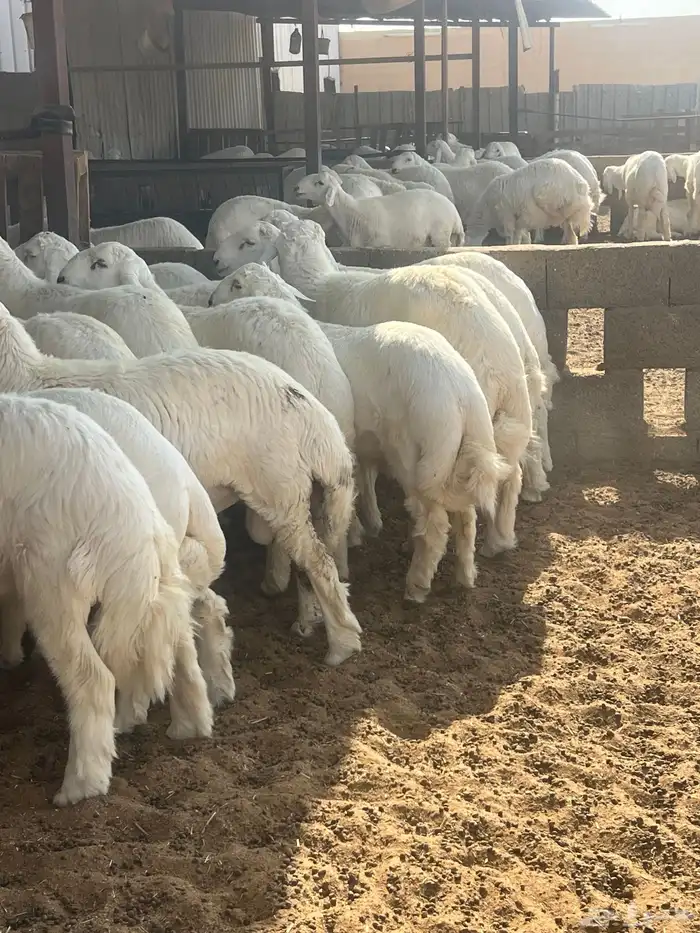 طليان حري عدد 27 نوعيه فاخره درجه أولى 2