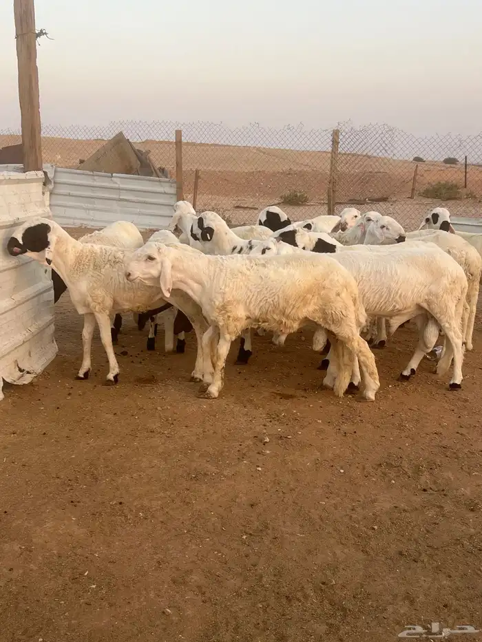 سواكن شبيه الحري مرابي وفل شحم ووزن 7