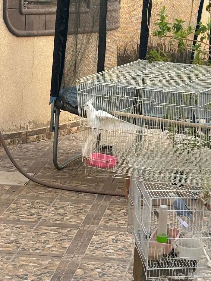 طير كروان للبيع 2