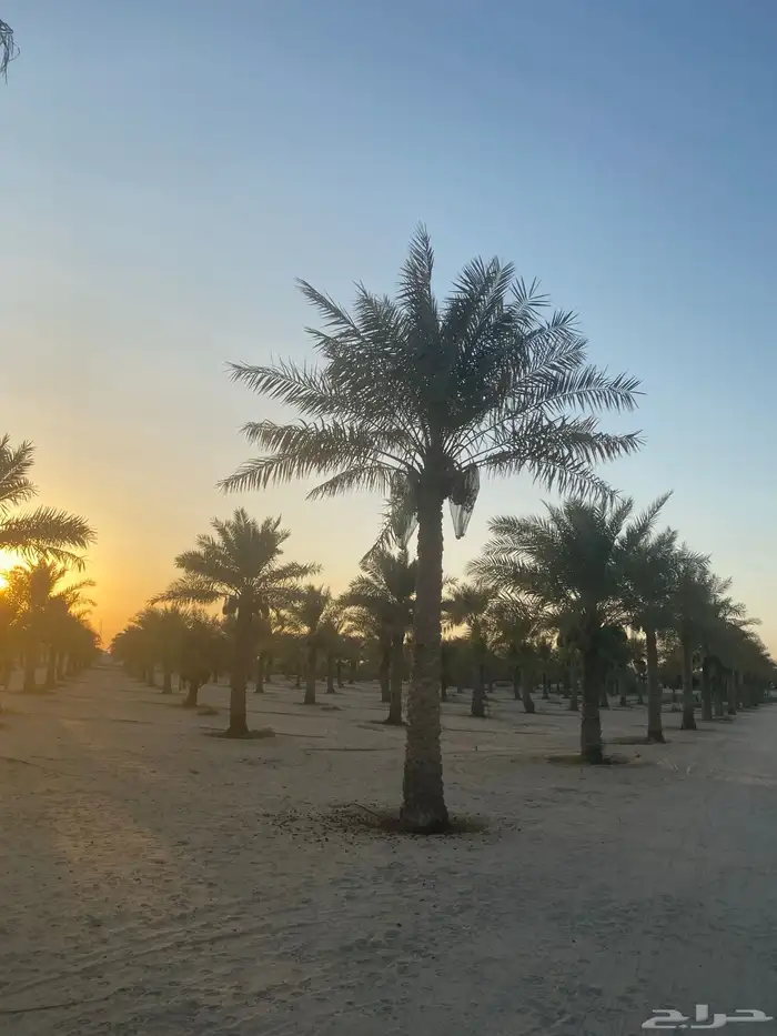 نخل خلاص وشيشي وغيره 3