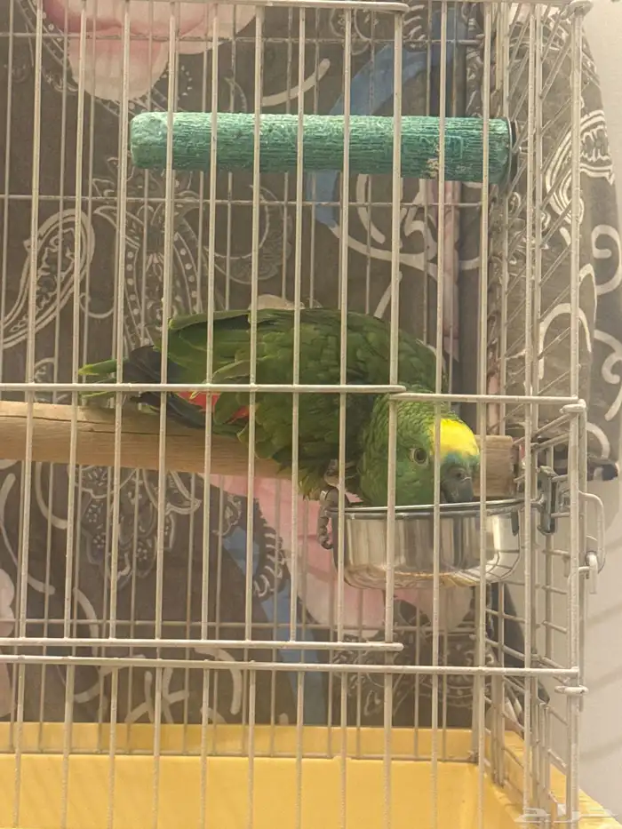 بغباء امازوني بلوفرنتد 0