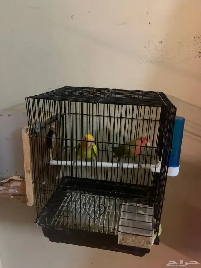 عندي جوز روز للبيع 7