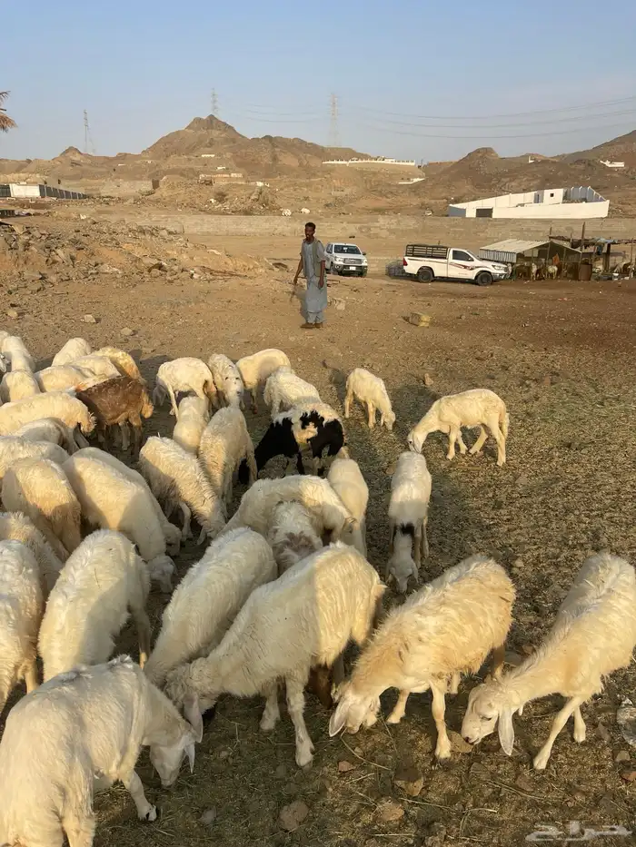 طليان ورخال 10
