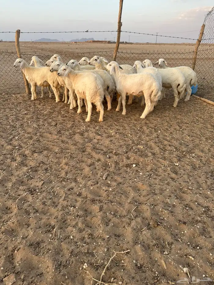 خرفان حري 4