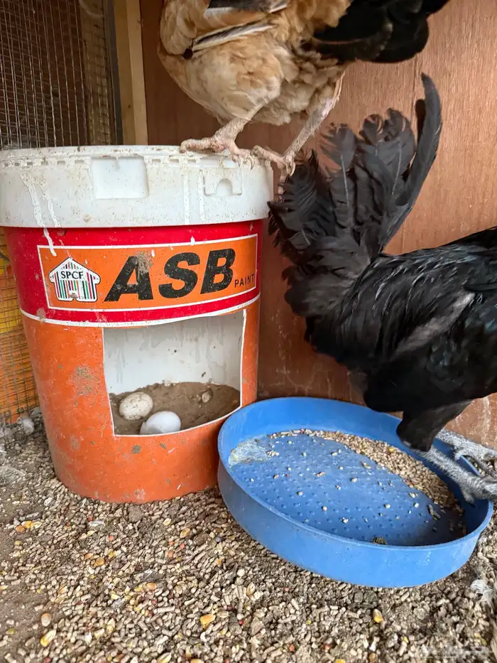 دجاج فاخر للبيع 6