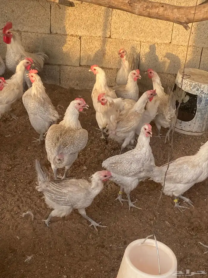 دجاج بياض المنيوم بيور 4