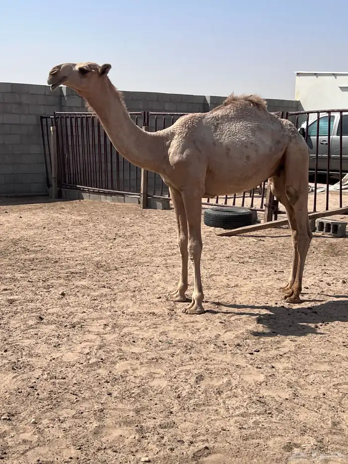 قعود باتلي 3