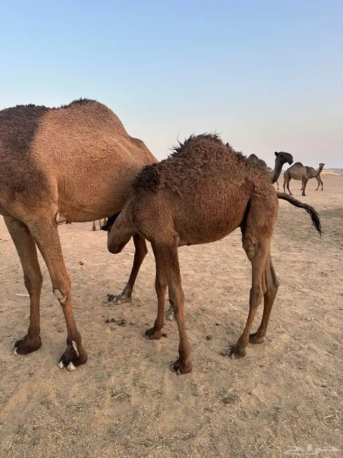 3 قعدان للبيع 2