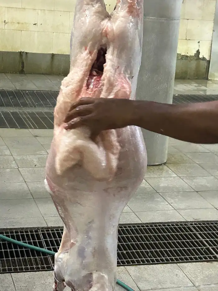 ذبيحتك لباب بيتك 1
