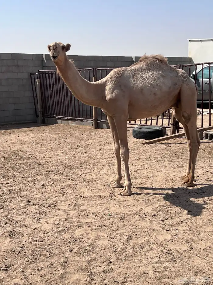 قعود باتلي 2