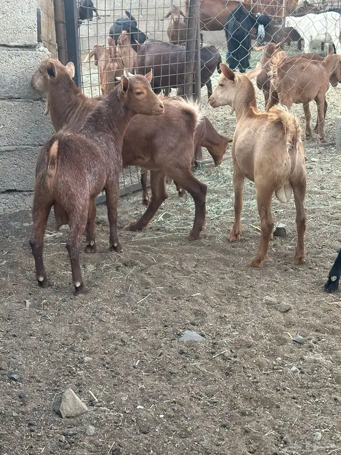 تيوس 2