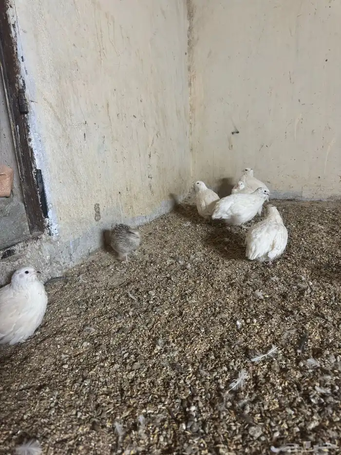 بيض سمان تكساس الجامبو 3