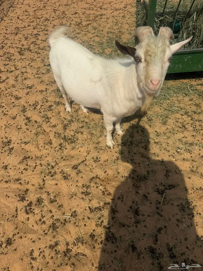 تيس قزمي تشيكي دم صافي اصل 4