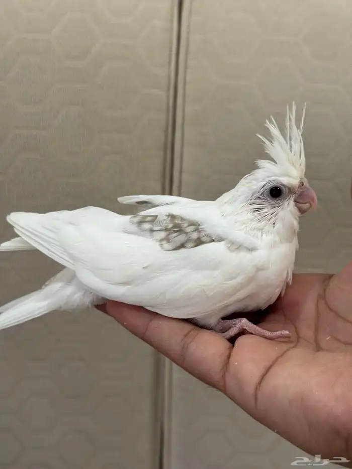 فروخ كروان هاف بايد 0