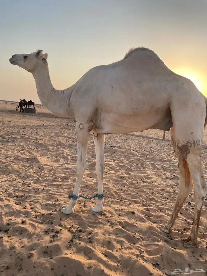 هجن فحل قعود الأمير سلطان بن سعود 3