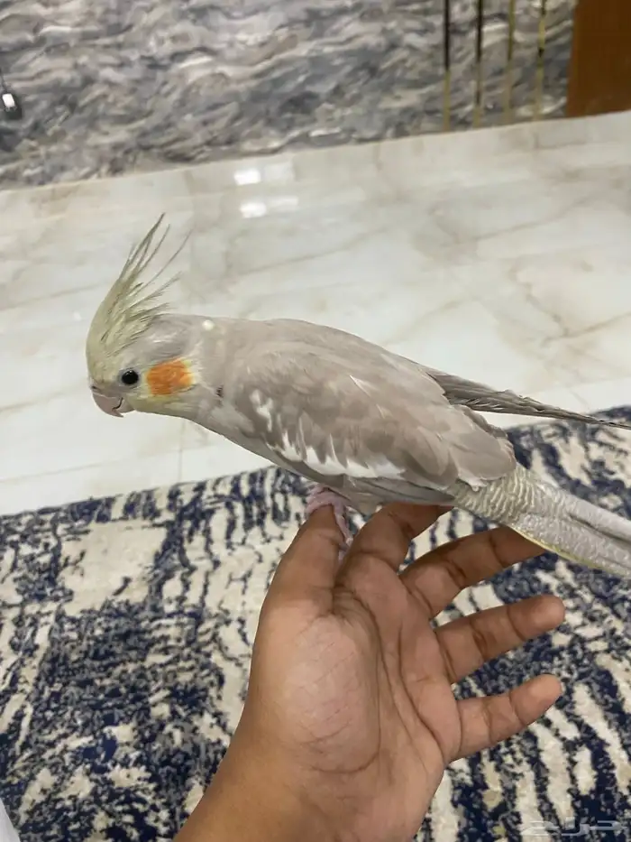 طير كروان كوكتيل 1