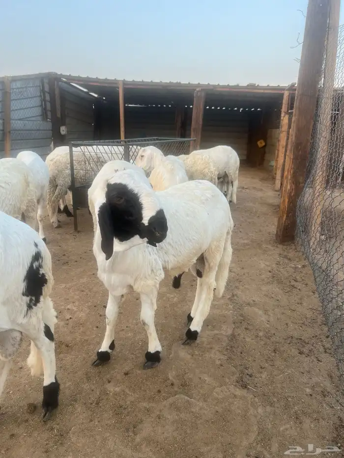 سواكن شبيه الحري مرابي وفل شحم ووزن 5