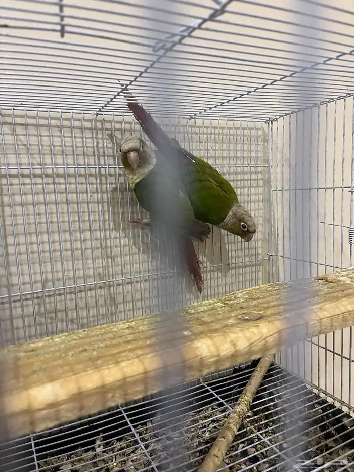 جوز كنيور اناناس 1