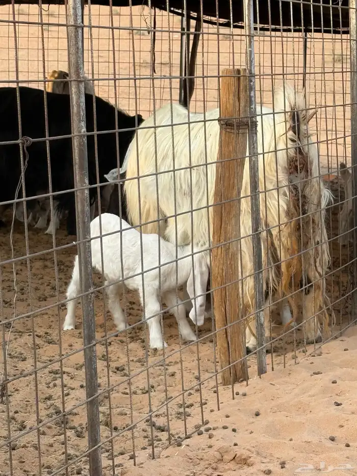 ماعز عوارض مطوره مواليد 5
