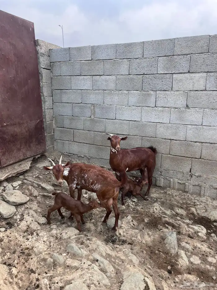 غنم وشح دهم منتيج 0
