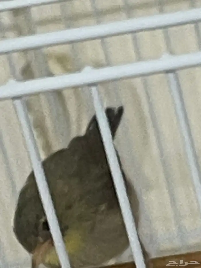 جوز عندليب اخضر 2