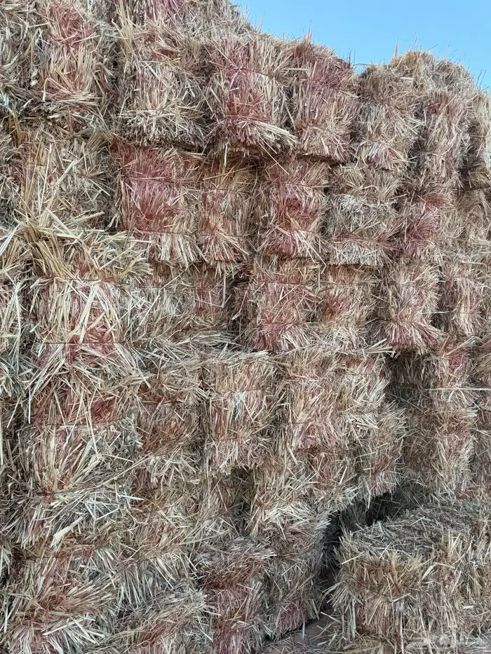 ذره جيزانيه حمراء ناعمه شد جندير ميقوع 0