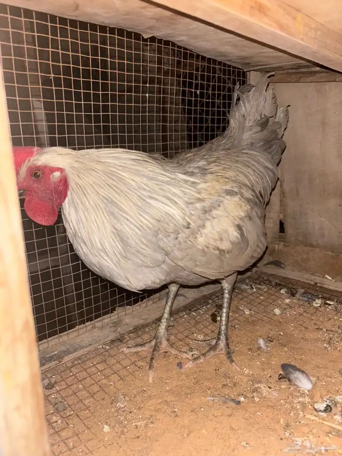 للبيع ديوك 4