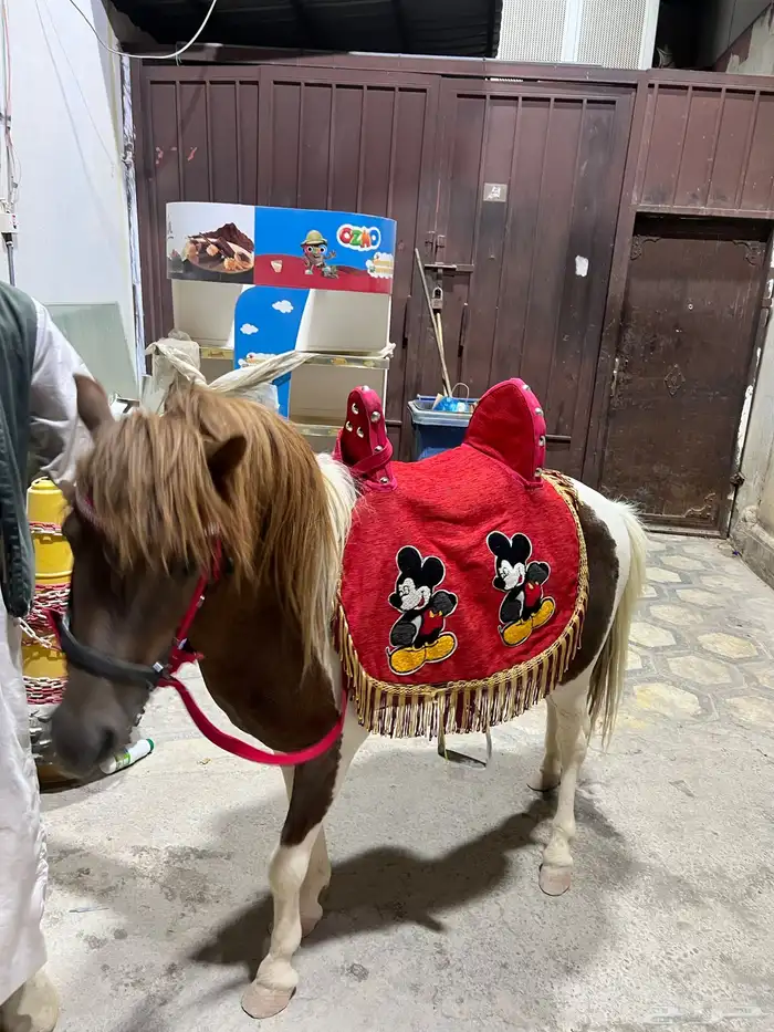 بوني خيل صغير ايجار 2