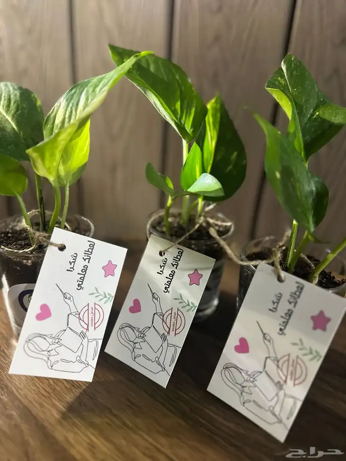 توزيعات ليوم المعلم 1