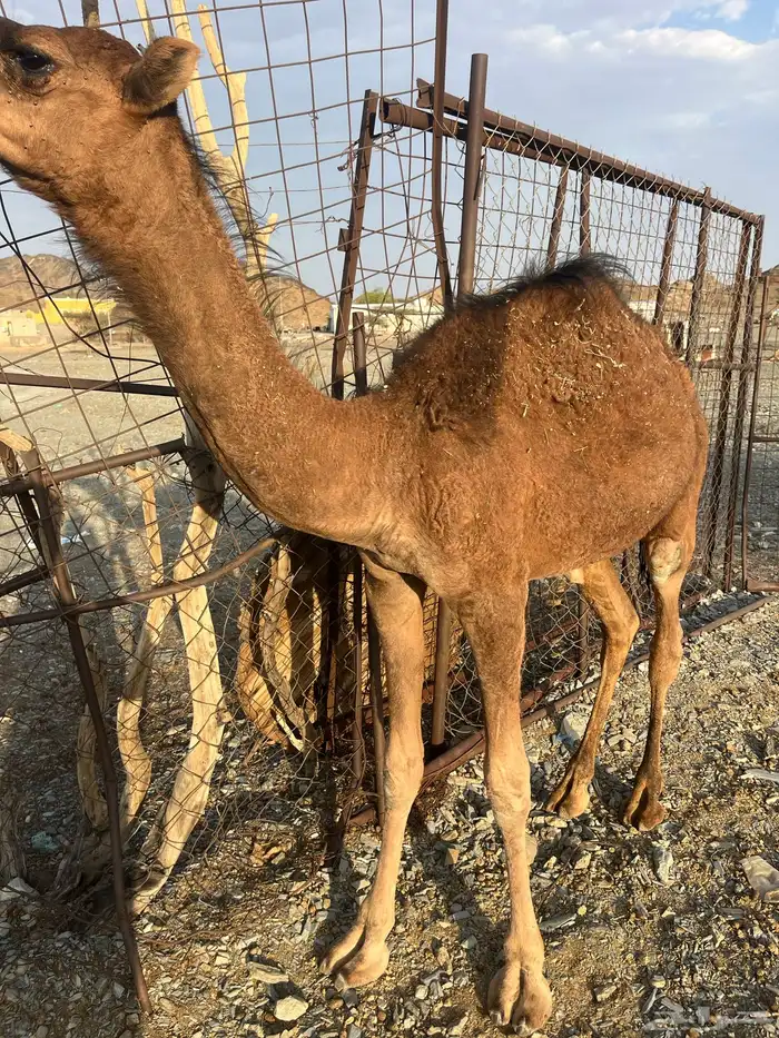 للبيع قعود 3