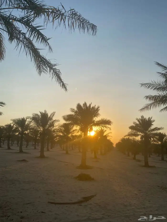 نخل خلاص وشيشي وغيره 4