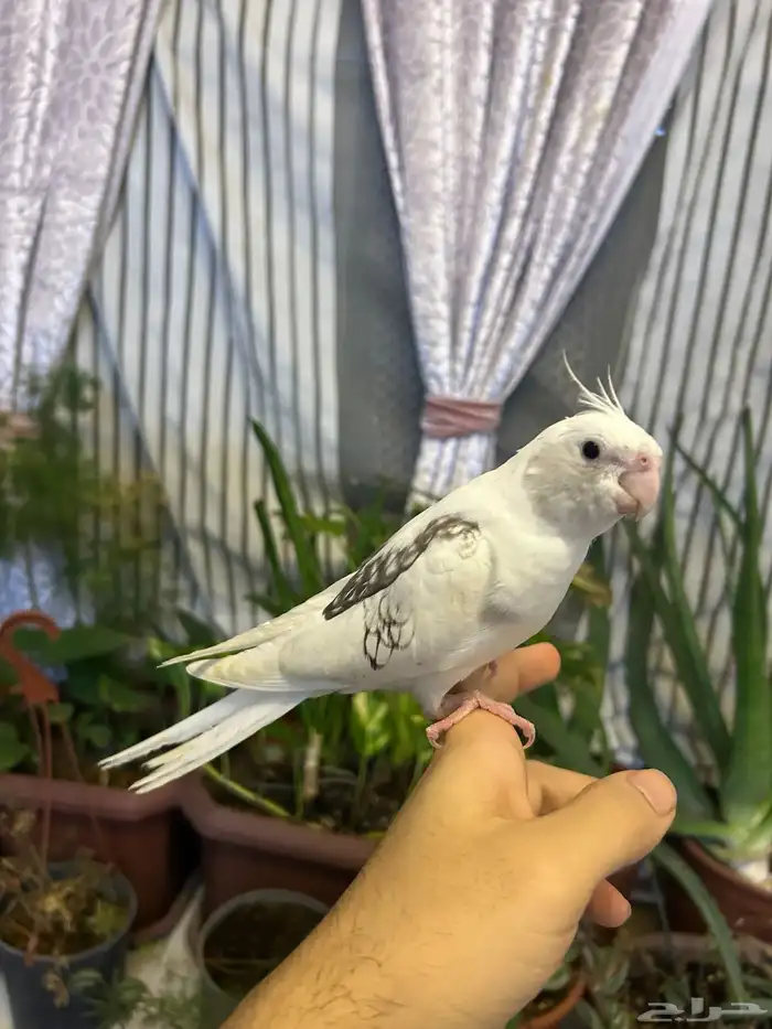 كروان اليف للبيع 5