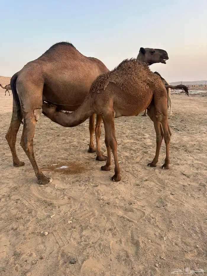 3 قعدان للبيع 0