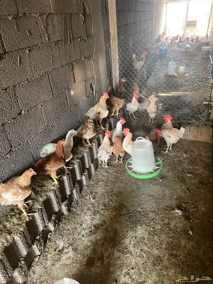 دجاج لهمان الماني 1