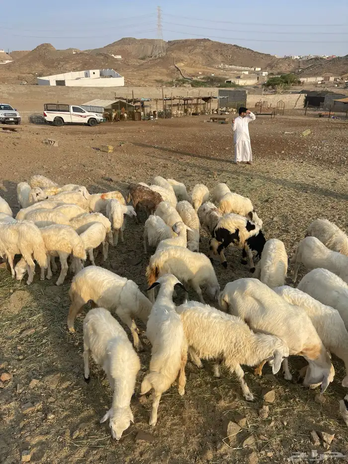 طليان ورخال 6