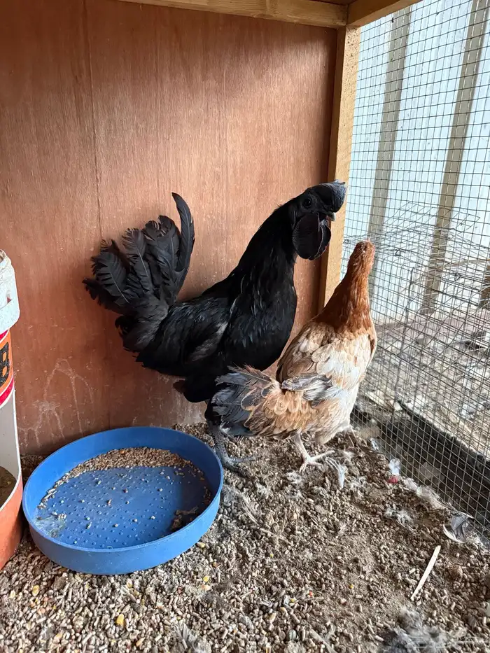 دجاج فاخر للبيع 0