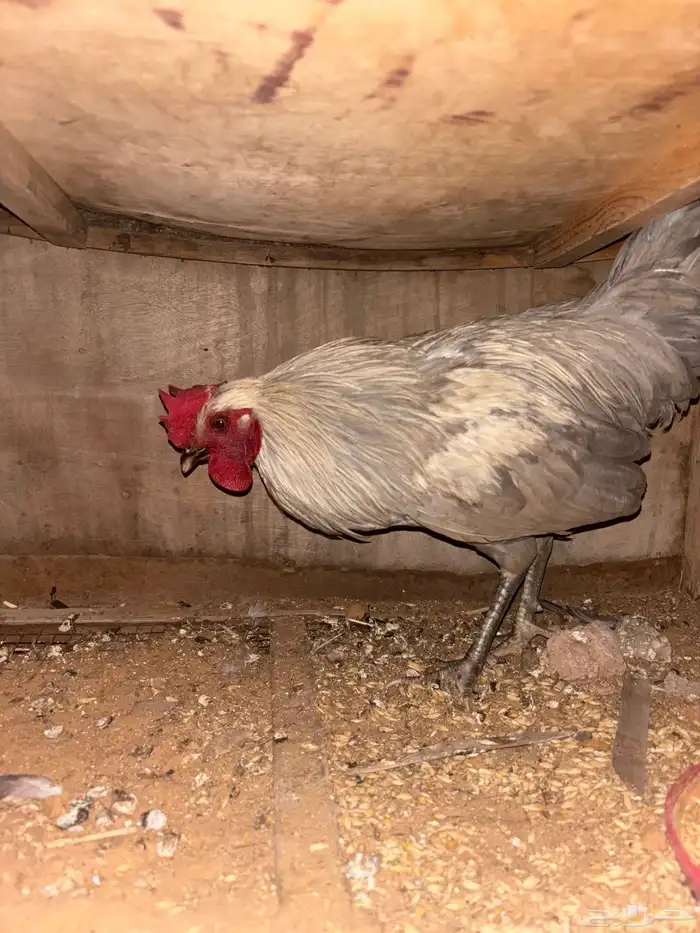 للبيع ديوك 3