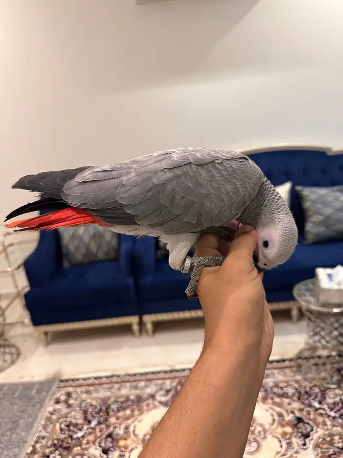 ببغاء كاسكو 3