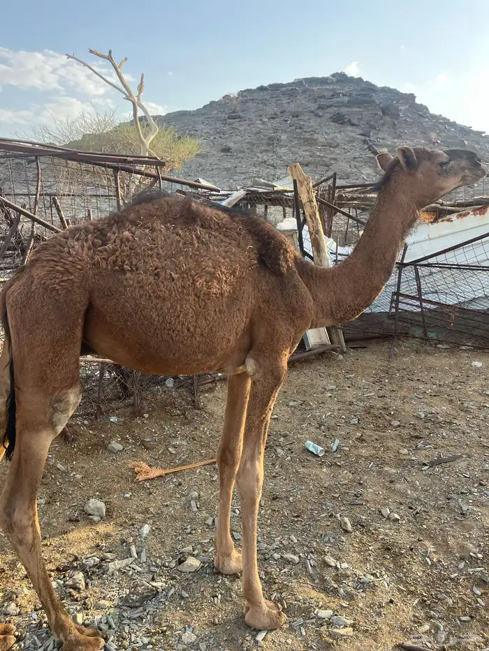 للبيع قعود 2