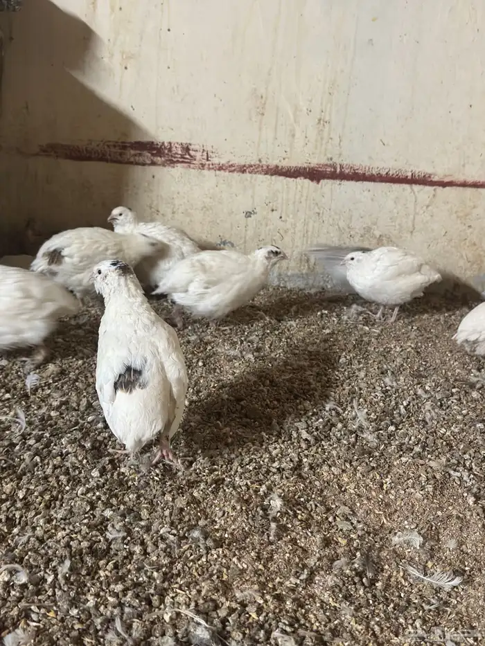 بيض سمان تكساس الجامبو 0