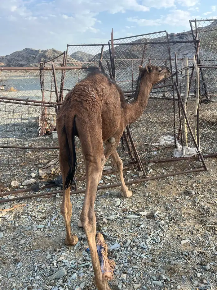 للبيع قعود 6