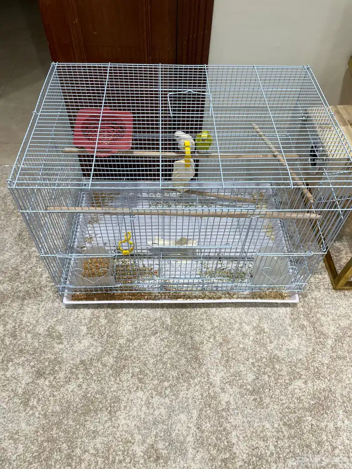 عصافير البادجي زوج 3